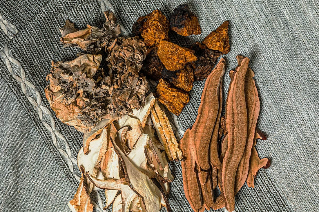 Mushrooms For Immunity